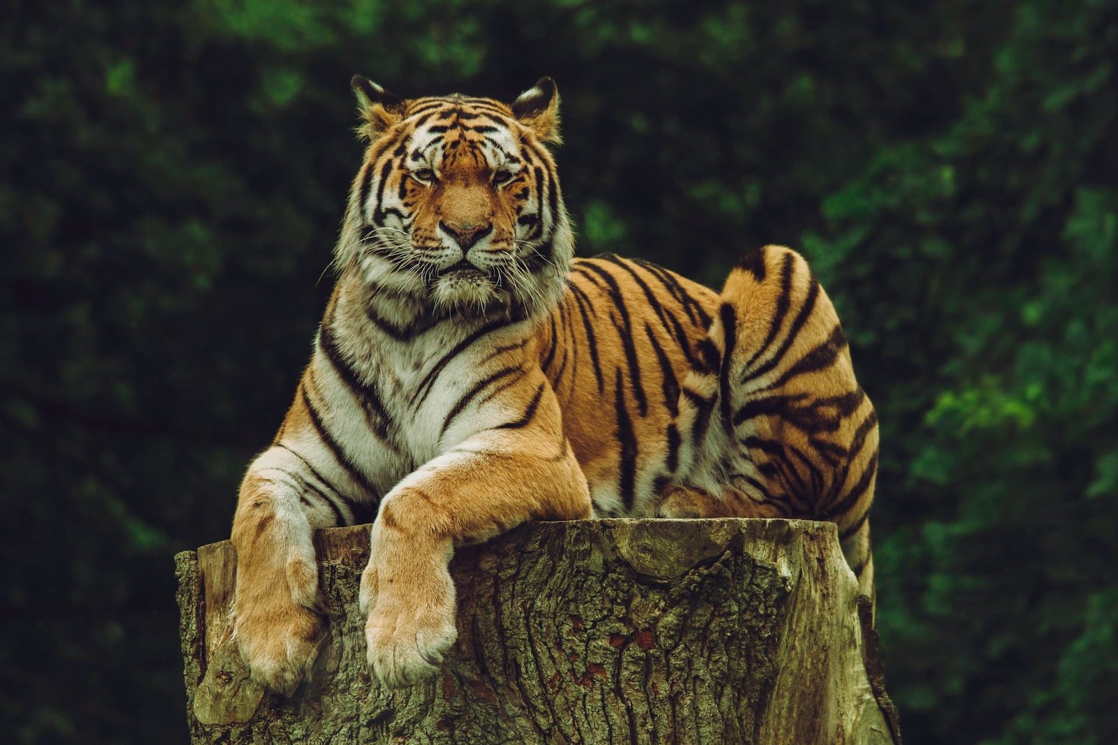 Handler attacked by tiger in Australia theme park