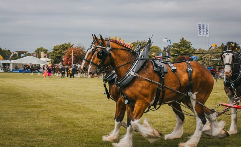 heavy horses like the ones in wandsworth