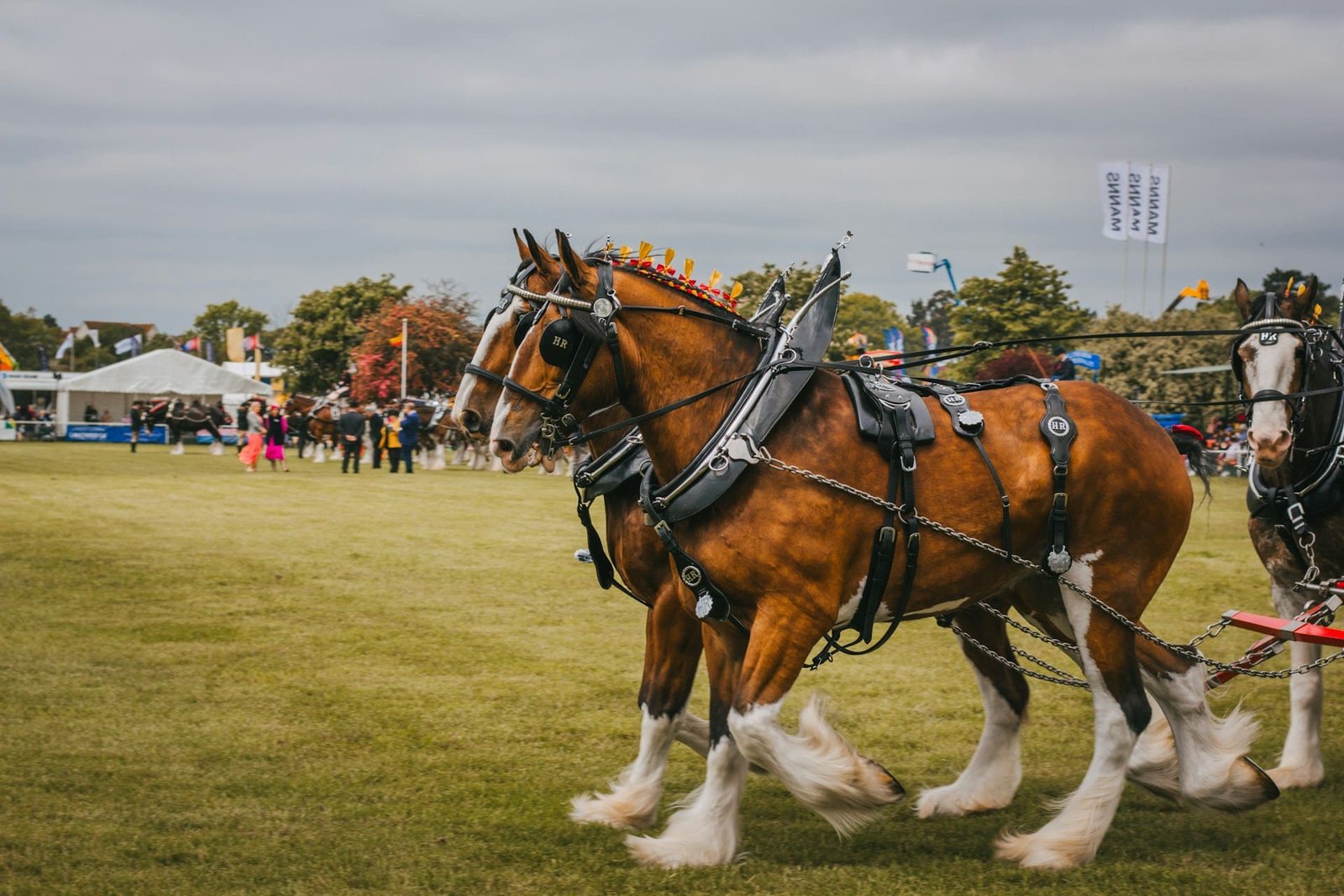 Heavy horses help rewild Wandsworth