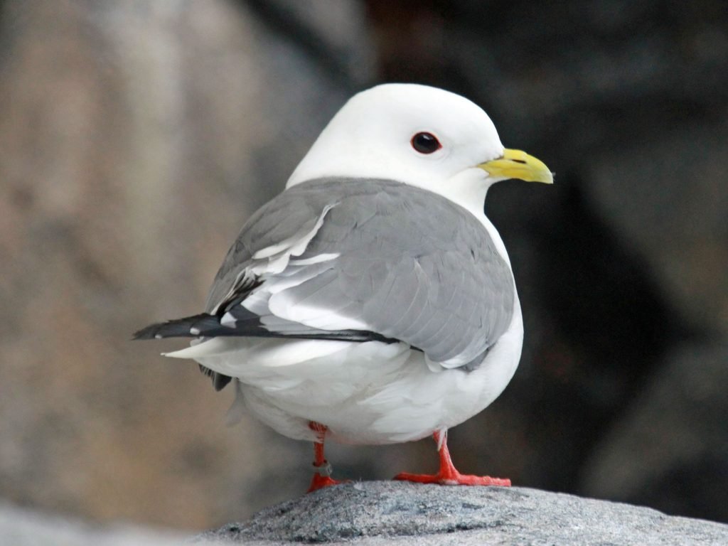kittiwake
