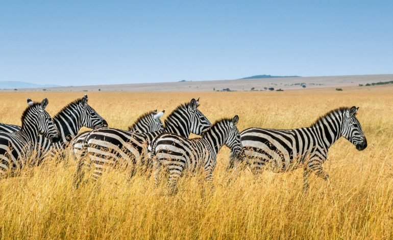 Namibia plans to kill more than 700 wild animals for meat during drought