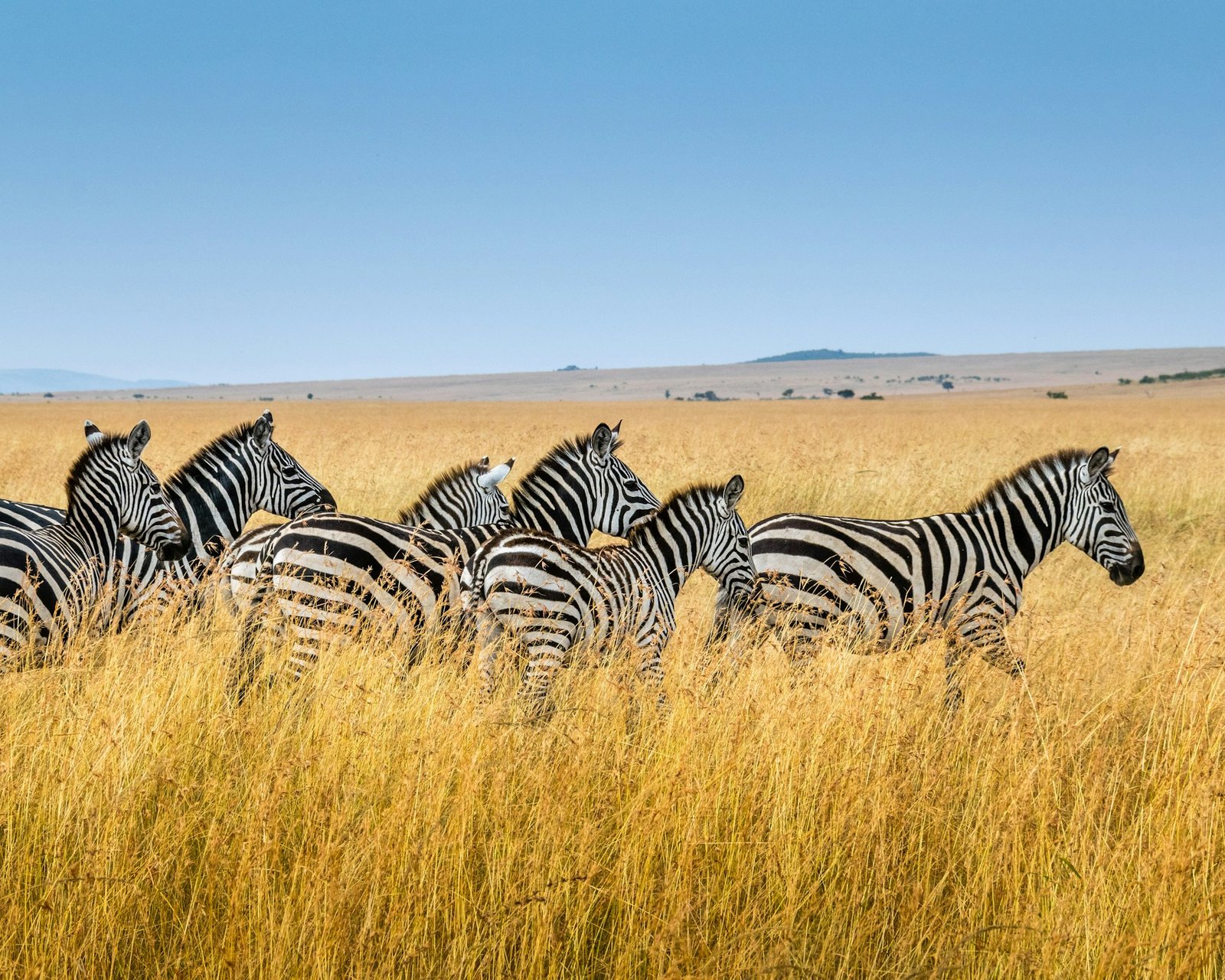 Namibia plans to kill more than 700 wild animals for meat during drought