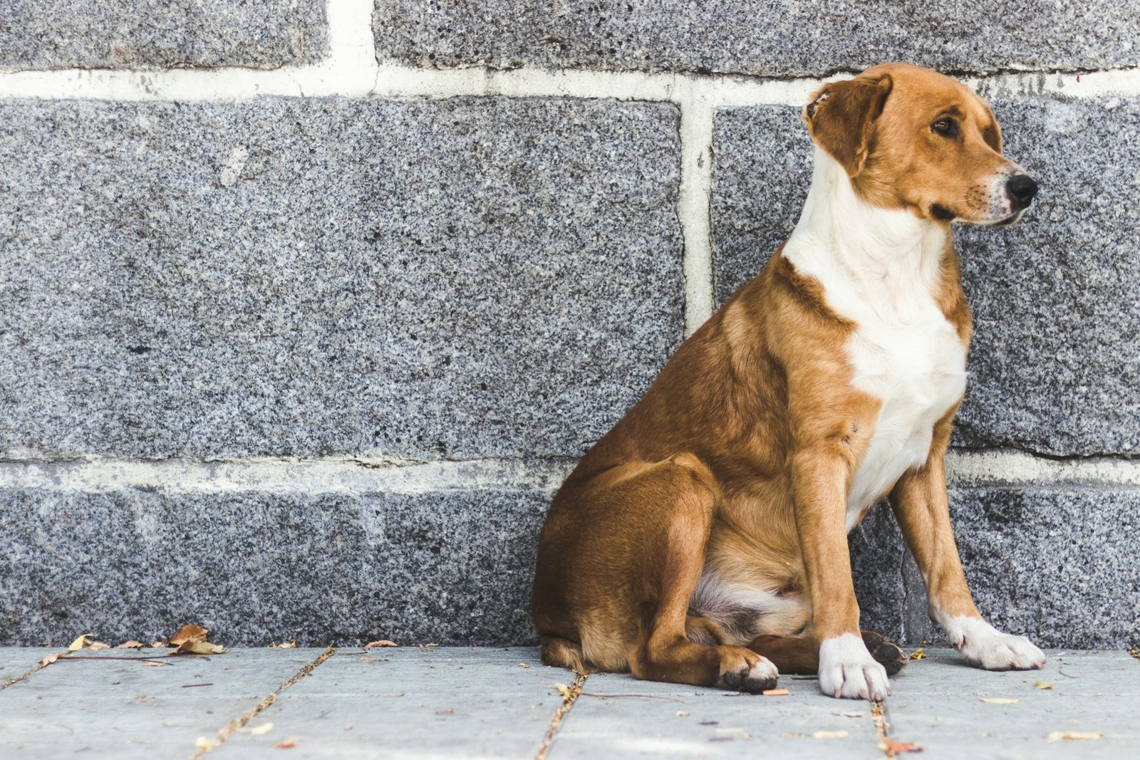 Pets abandoned leads to plea from farm