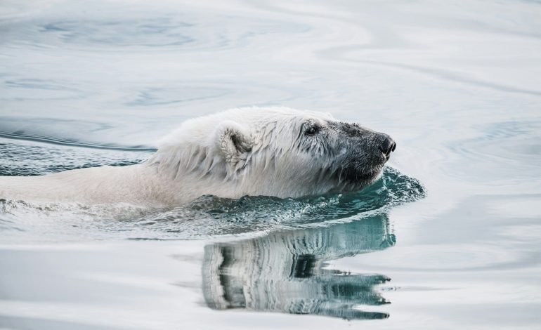 polar bear shot in iceland