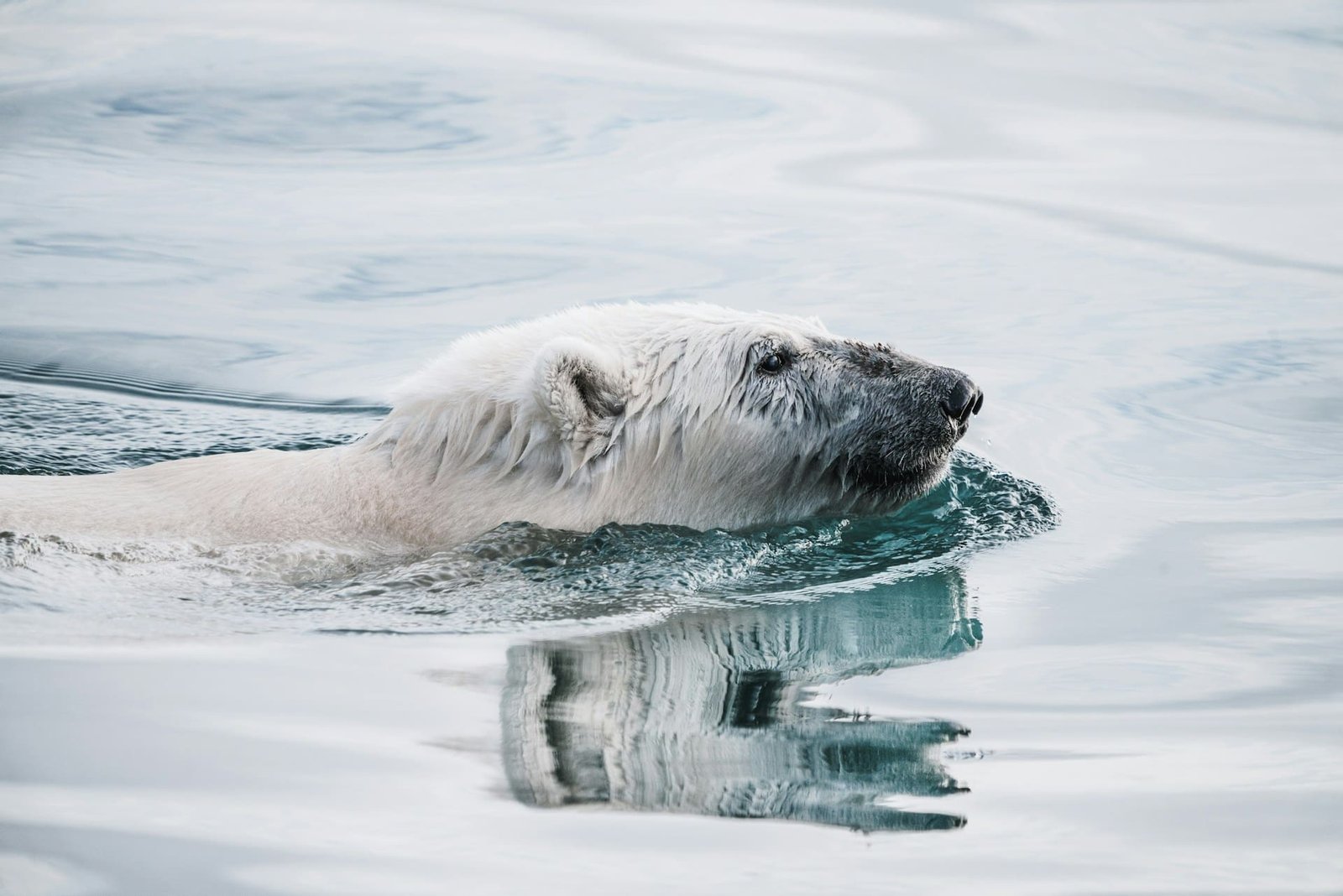 Iceland police shoot polar bear