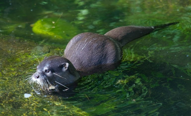 revive wildlife like this otter