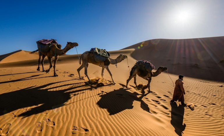 Sahara Desert turning green in places due to heavy rainfall