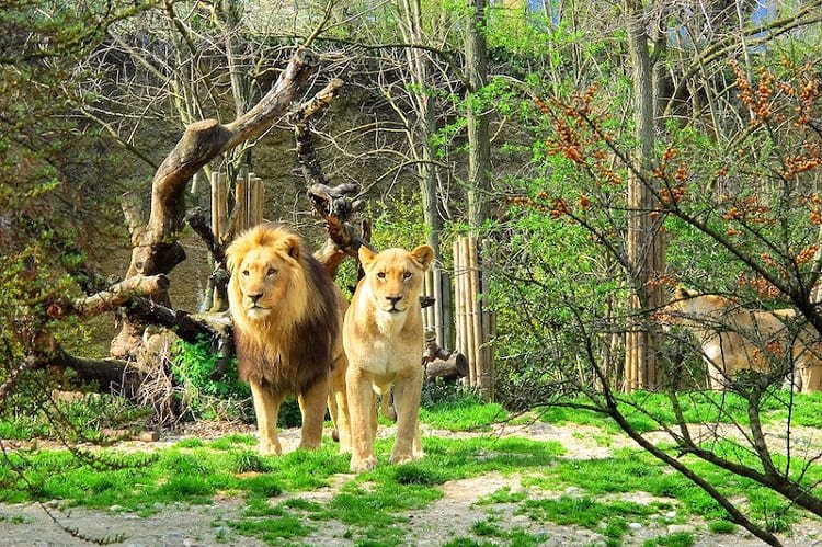 Human Activity Drives Catastrophic Loss of Global Wildlife, Says WWF Report