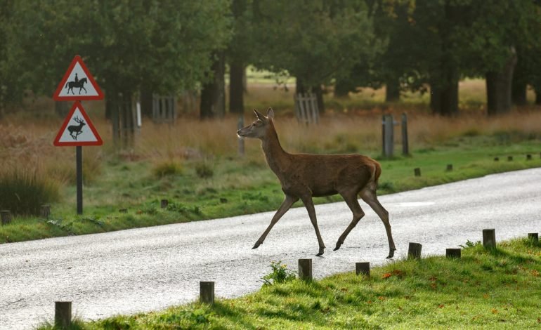 Deer on the roads: autumn safety warning issued