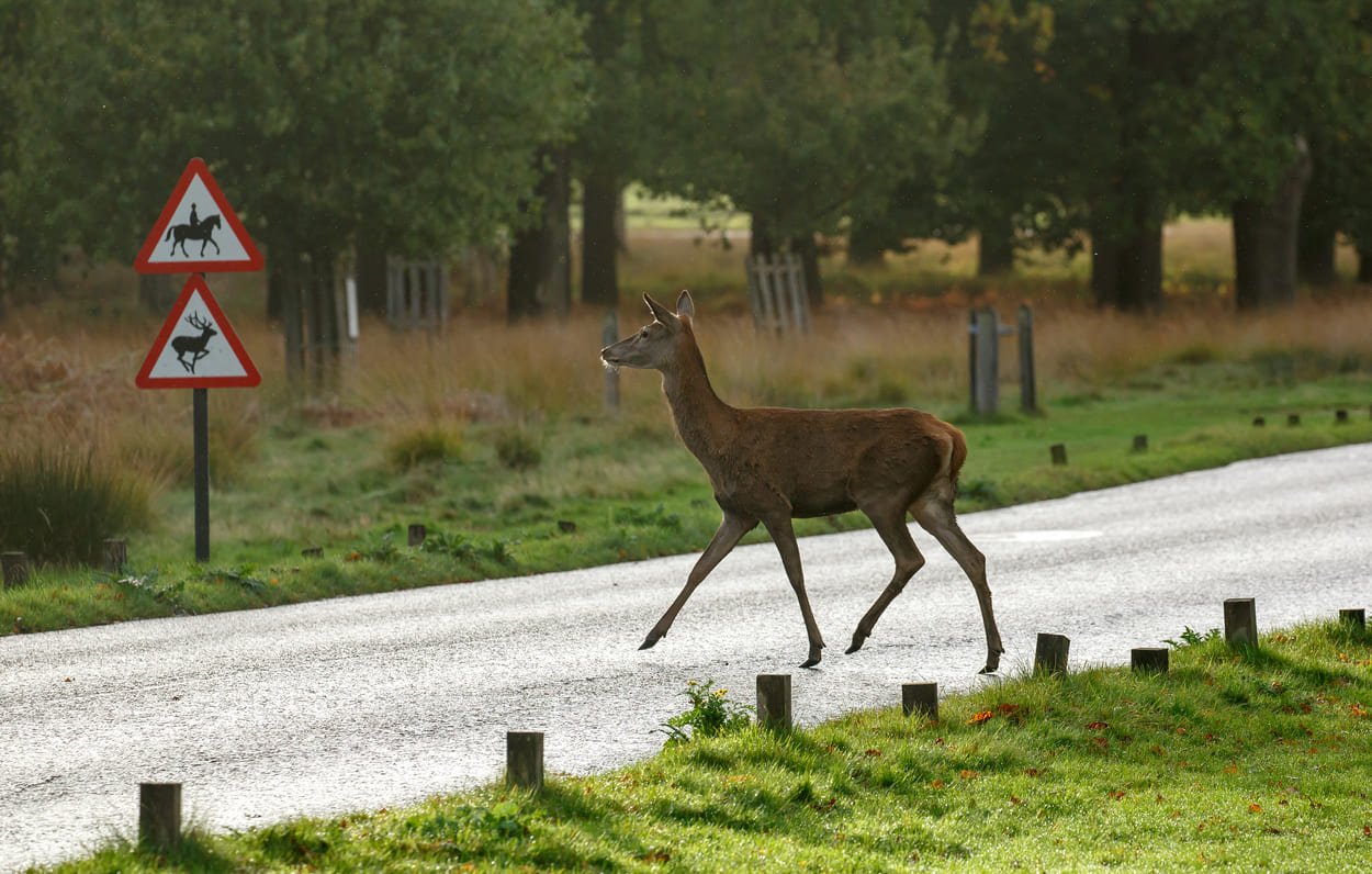 Deer on the roads: autumn safety warning issued