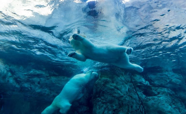 disease risk for polar bears