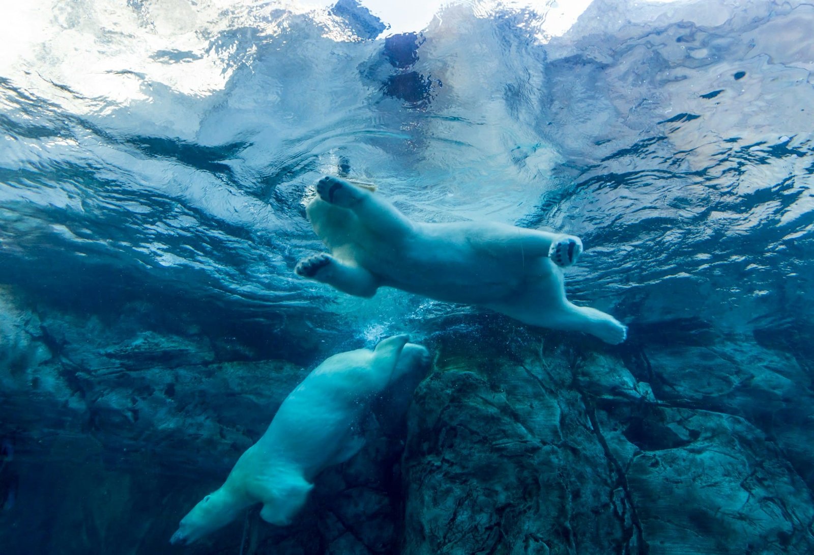 Disease risk for polar bears increased by climate change