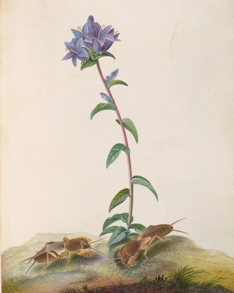 A mid 18th century botanical sketch by Mary Parker, Countess of Macclesfield The Huntington Library, Art Museum and Botanical Gardens