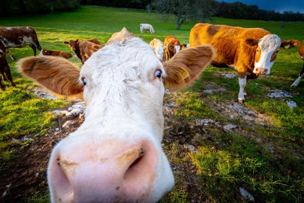 Cows and Climate: Denmark’s ‘Flatulence Tax’ Breaks Wind on Emissions