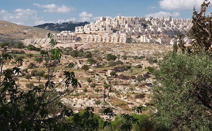 Israeli settlement in the West Bank surrounded by olive groves depicting the Israel-Hezbollah ceasefire.