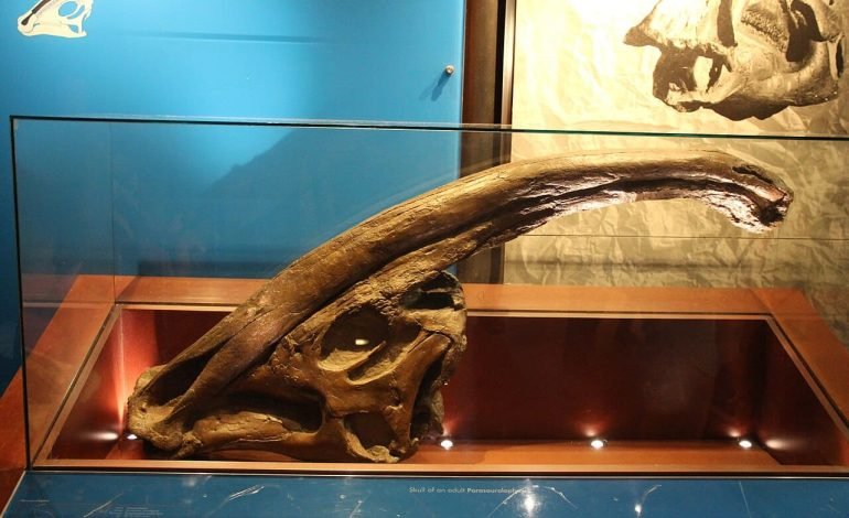 Parasaurolophus