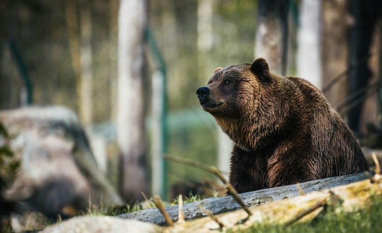 Brown bears and lion among 70 animals gifted by Putin to North Korea zoo