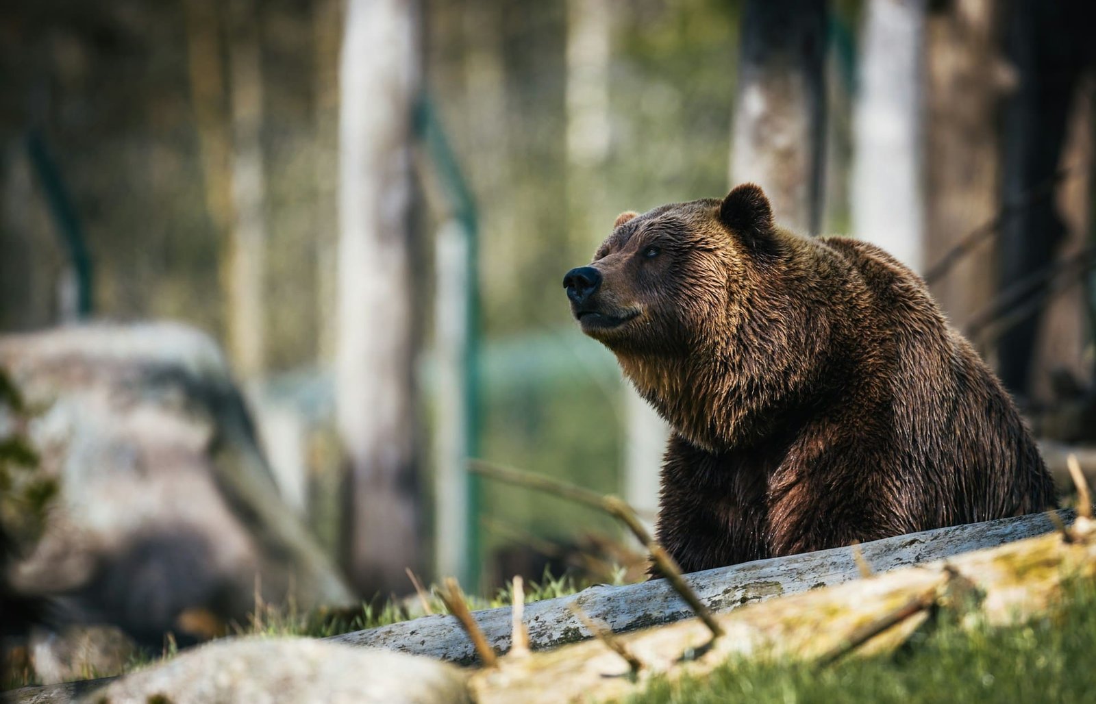 Brown bears and lion among 70 animals gifted by Putin to North Korea zoo