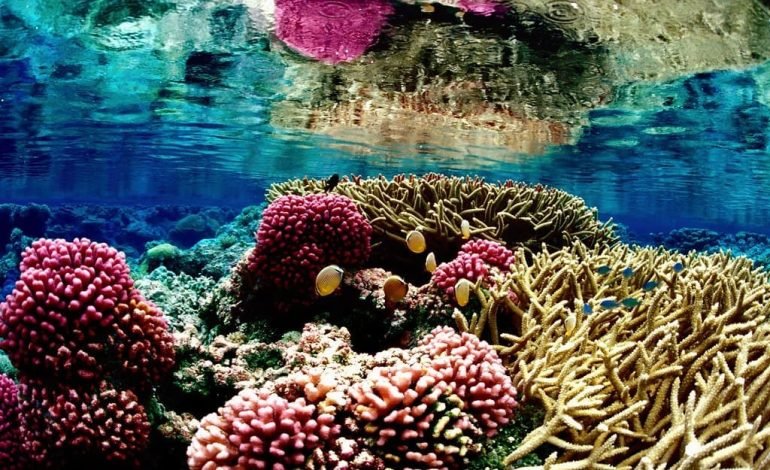 What does the Future Hold for our Coral Reefs?