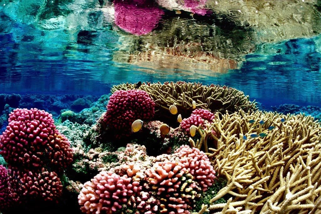 What does the Future Hold for our Coral Reefs?