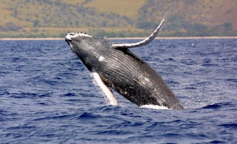 Incredible 13,000km Humpback Whale Migration Shocks Scientists