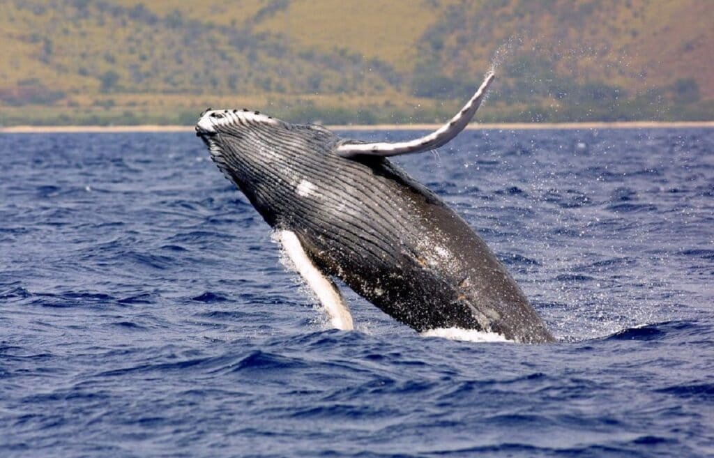 Incredible 13,000km Humpback Whale Migration Shocks Scientists