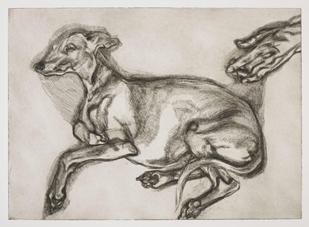 Trial proof of Pluto Aged Twelve, 2000, etching by Lucian Freud. Museum no. E.363 2020 © The Estate of Lucian Freud. All Rights Reserved 2023, Bridgeman Images