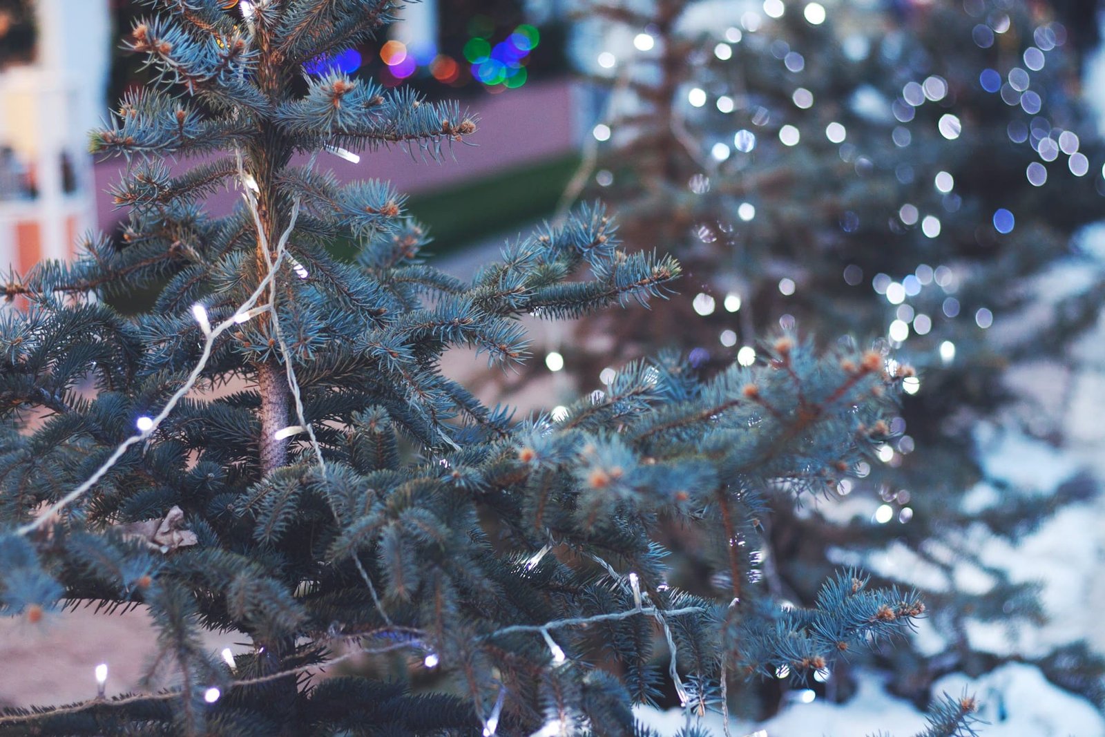 Christmas Tree recycling in Wandsworth