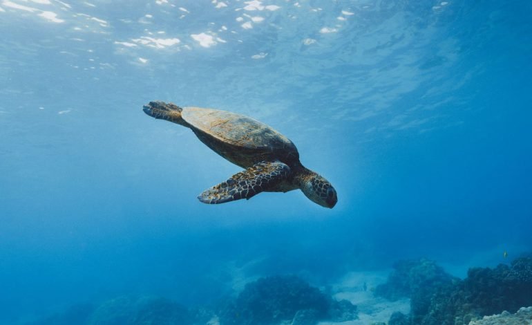 sea turtle