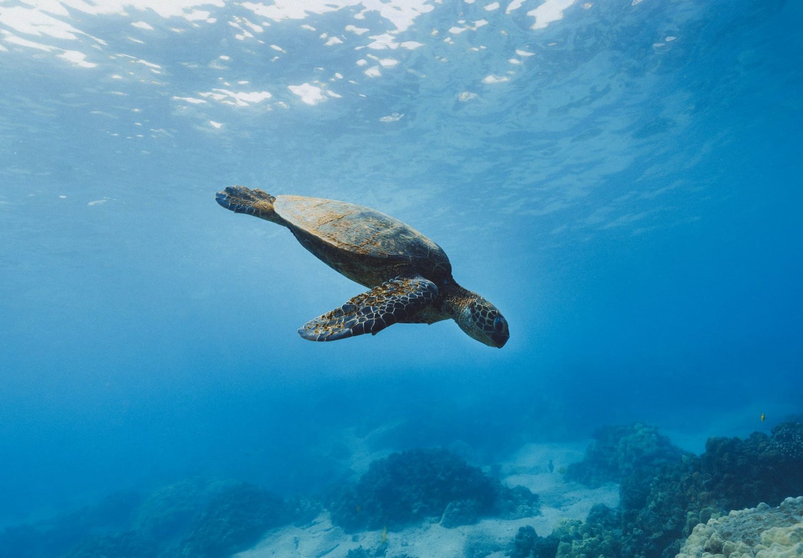 Sea turtle stew leaves three dead and 32 in hospital
