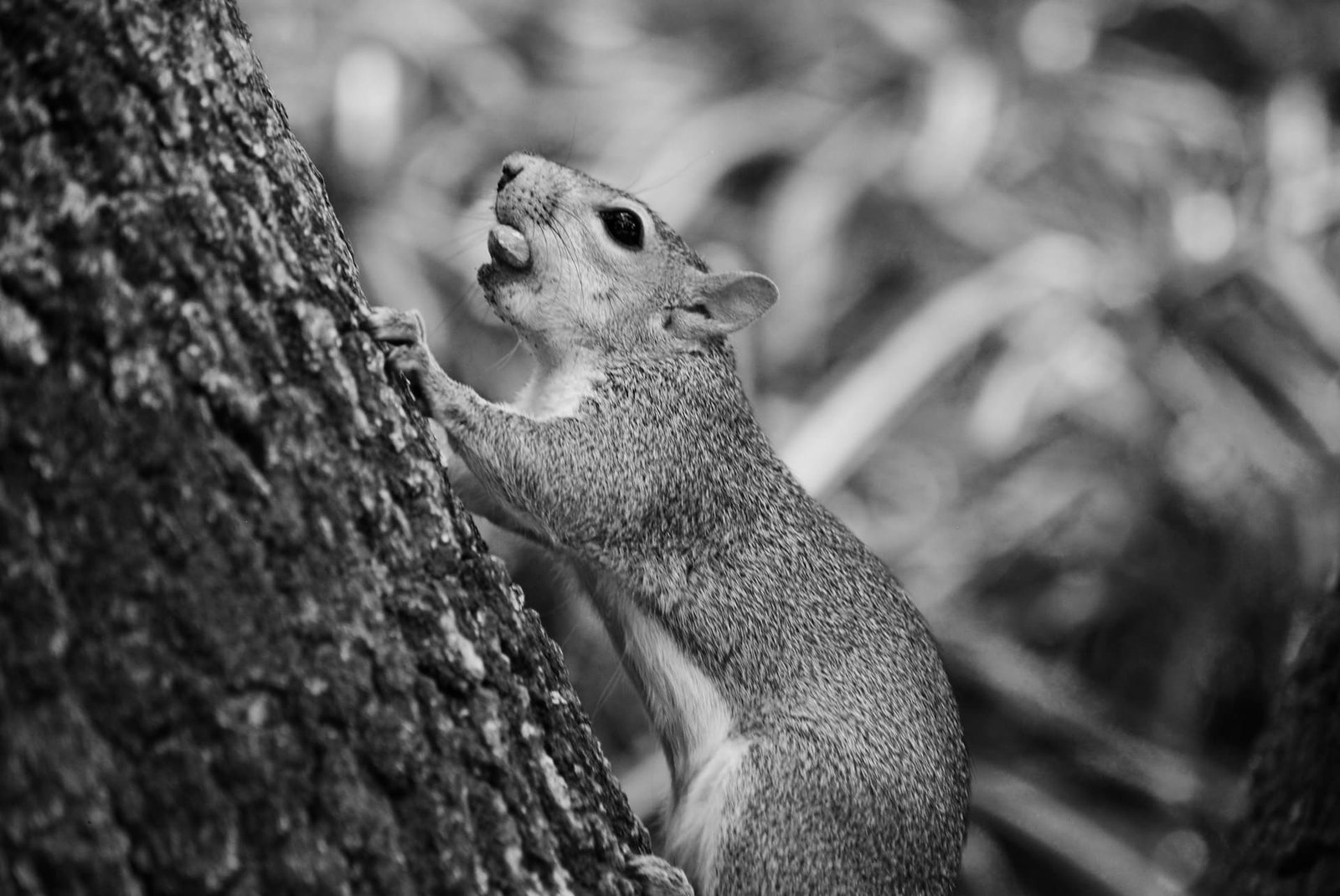 Carnivorous squirrels documented in California
