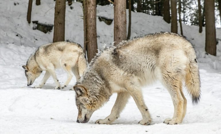 Protection for wolves could be weakened by European Commission