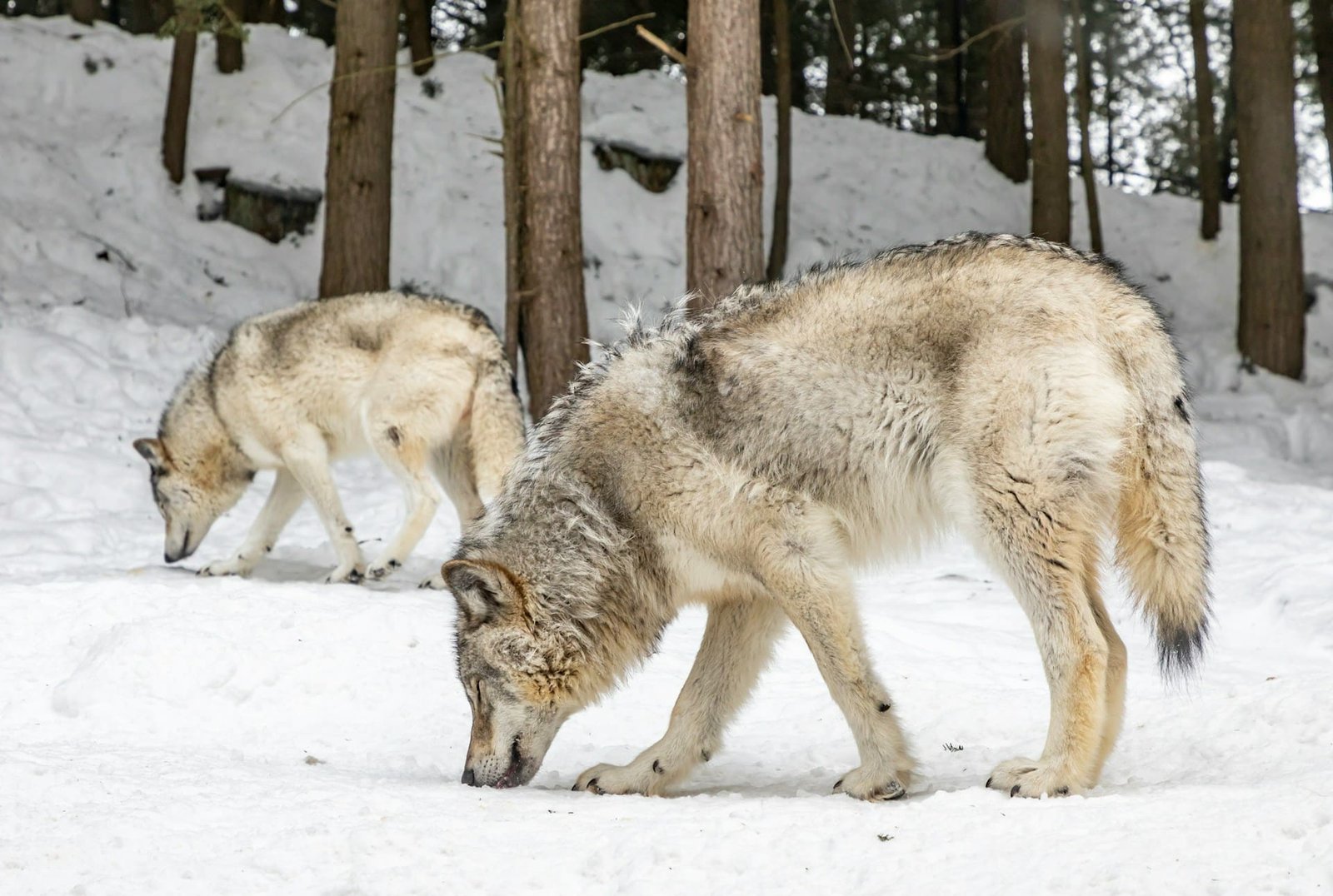 Protection for wolves could be weakened by European Commission