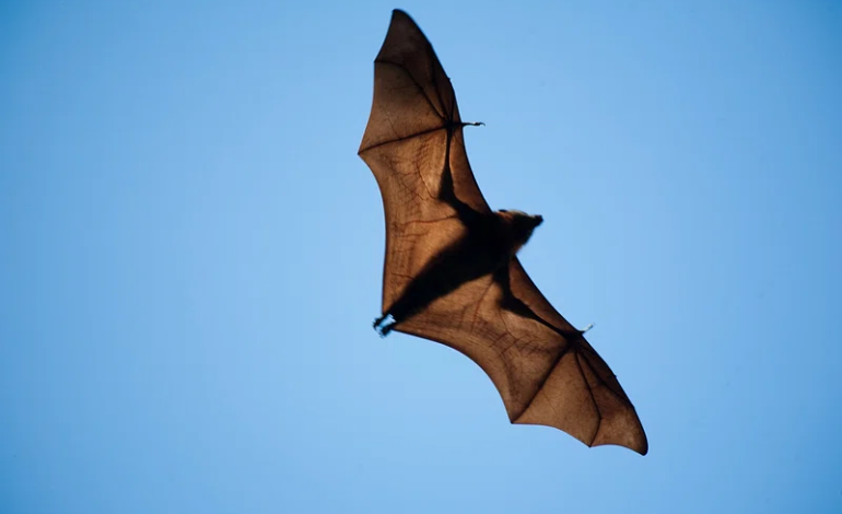 Bats in flight during continental migration under a clear blue sky