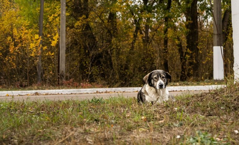 Chernobyl dogs