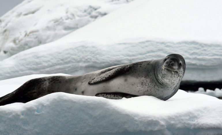 Leopard seal basking on a giant iceberg, highlighting the impact of climate change on Antarctic wildlife.