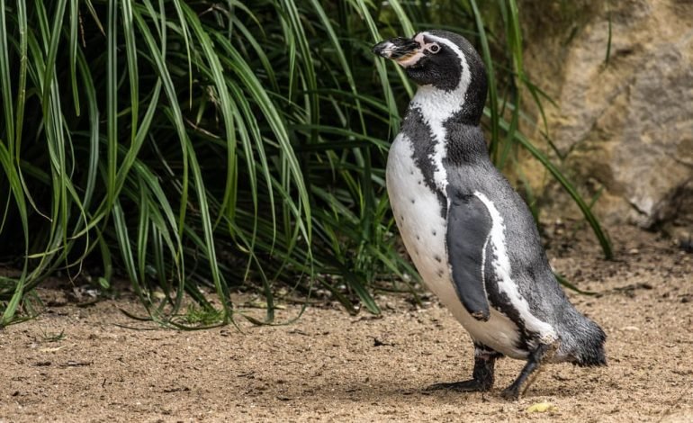 London Zoo annual stock take Humboldt penguins