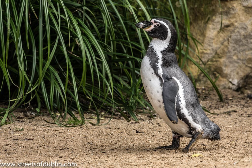 London Zoo Annual Stock Take Highlights Conservation Successes