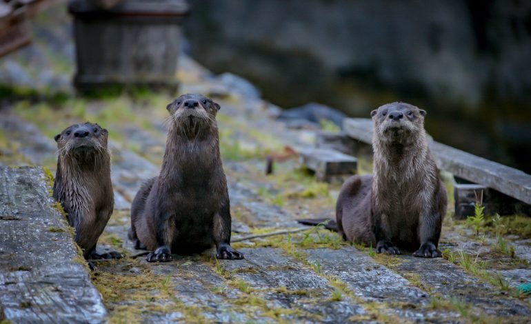“Forever chemicals” found in UK wildlife