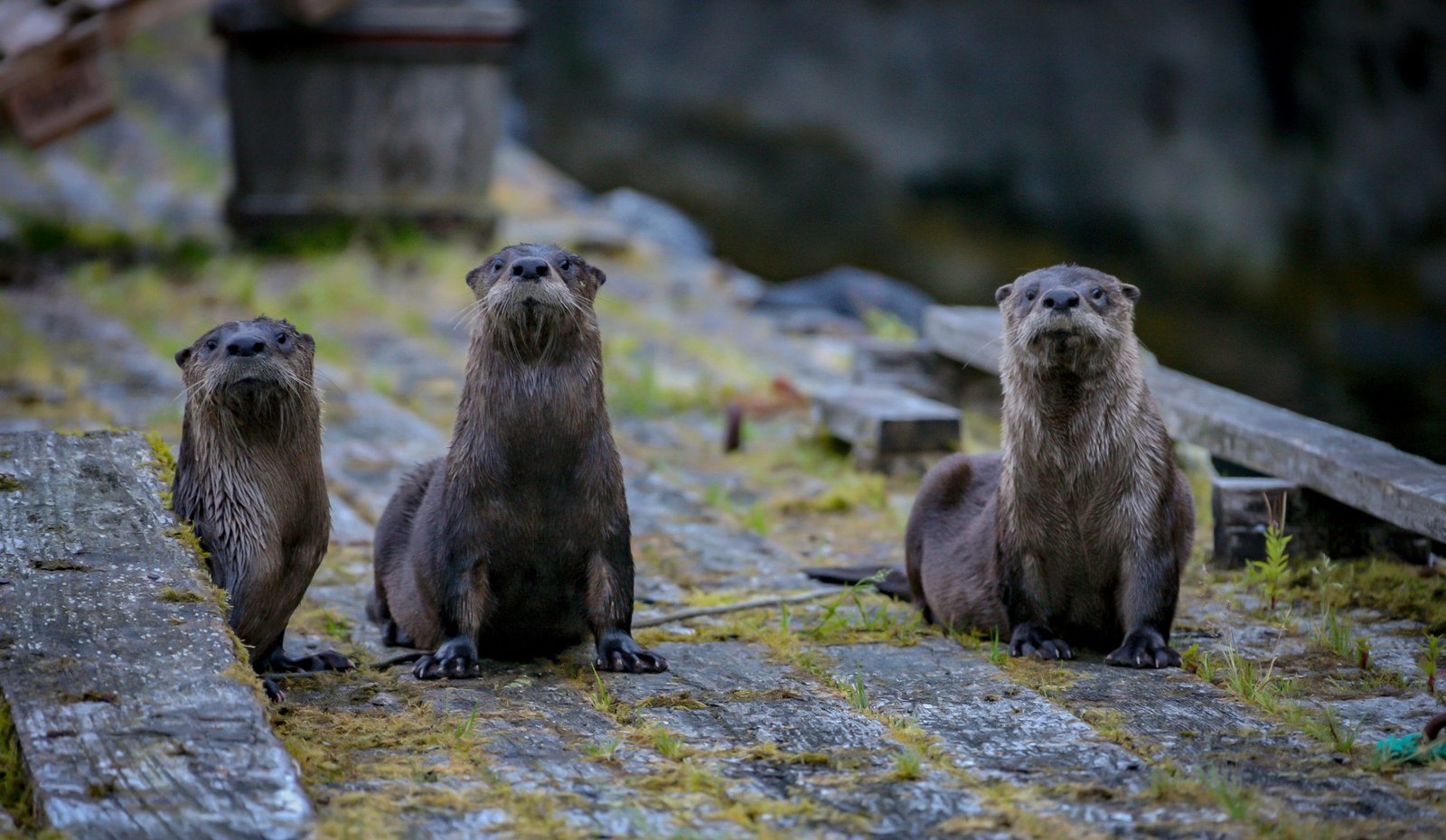 “Forever chemicals” found in UK wildlife
