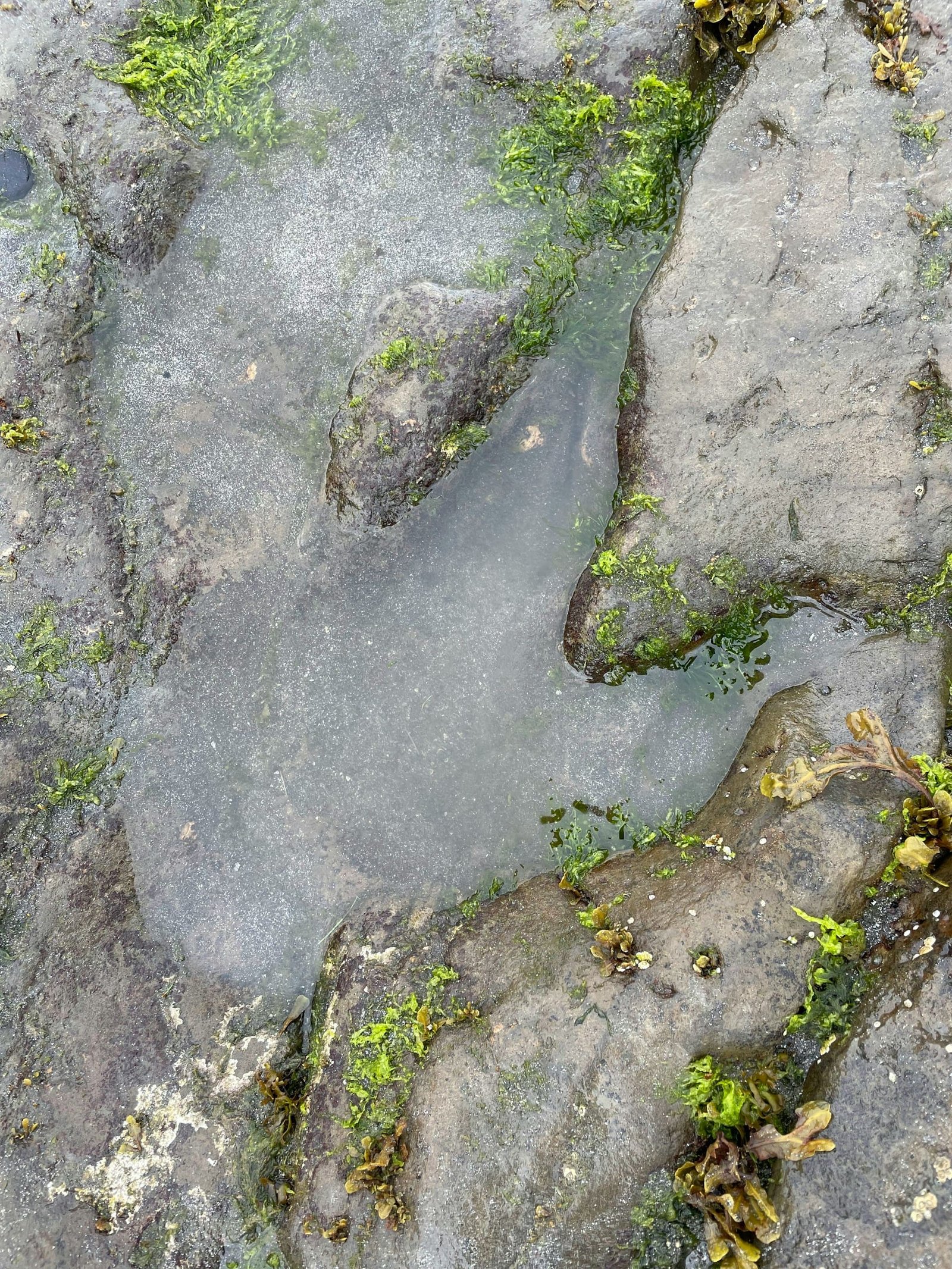 Dinosaur footprint site unearthed, biggest in the UK