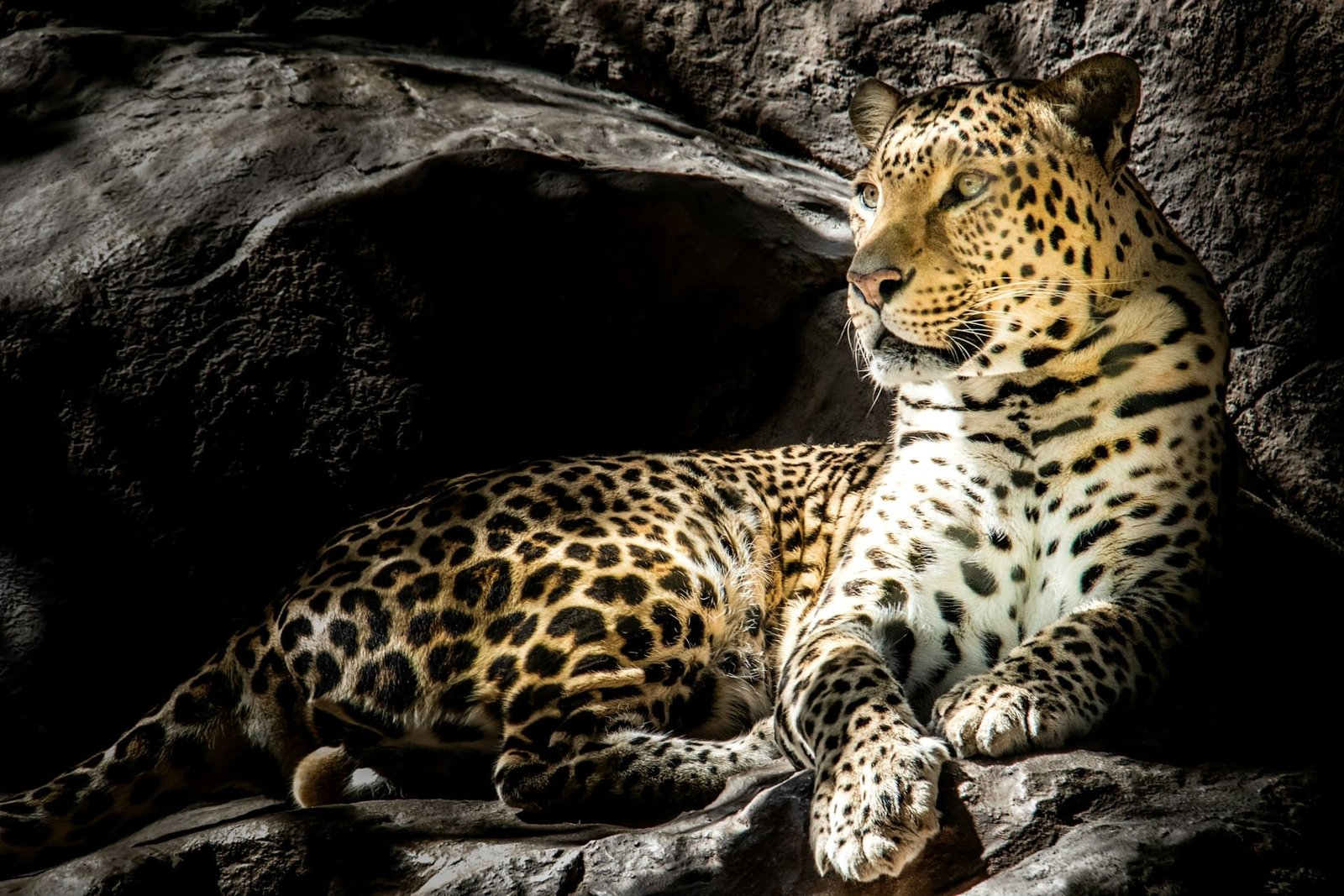 Leopards can be identified by roar, study finds