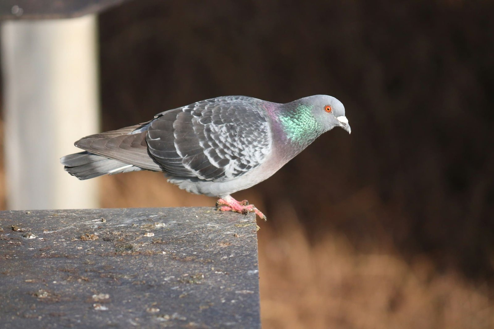 Pigeon feeding ban outside tube stations considered by council