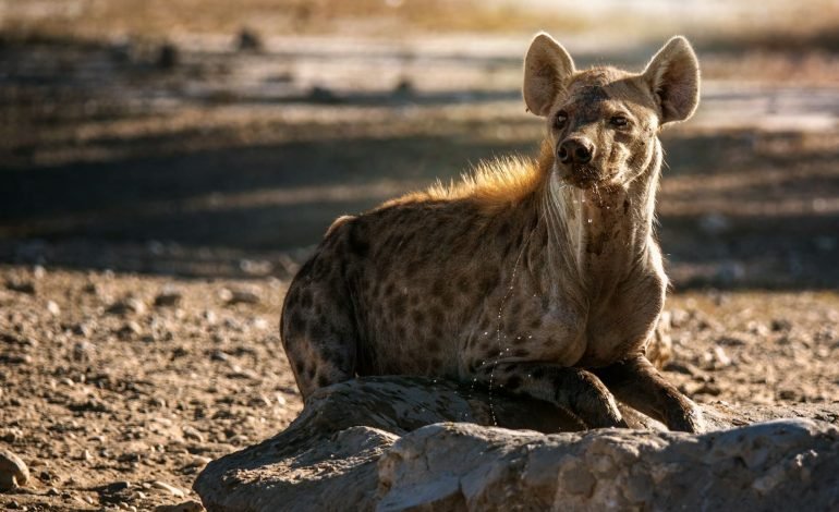 Spotted hyena sighted in Egypt for first time in 5,000 years