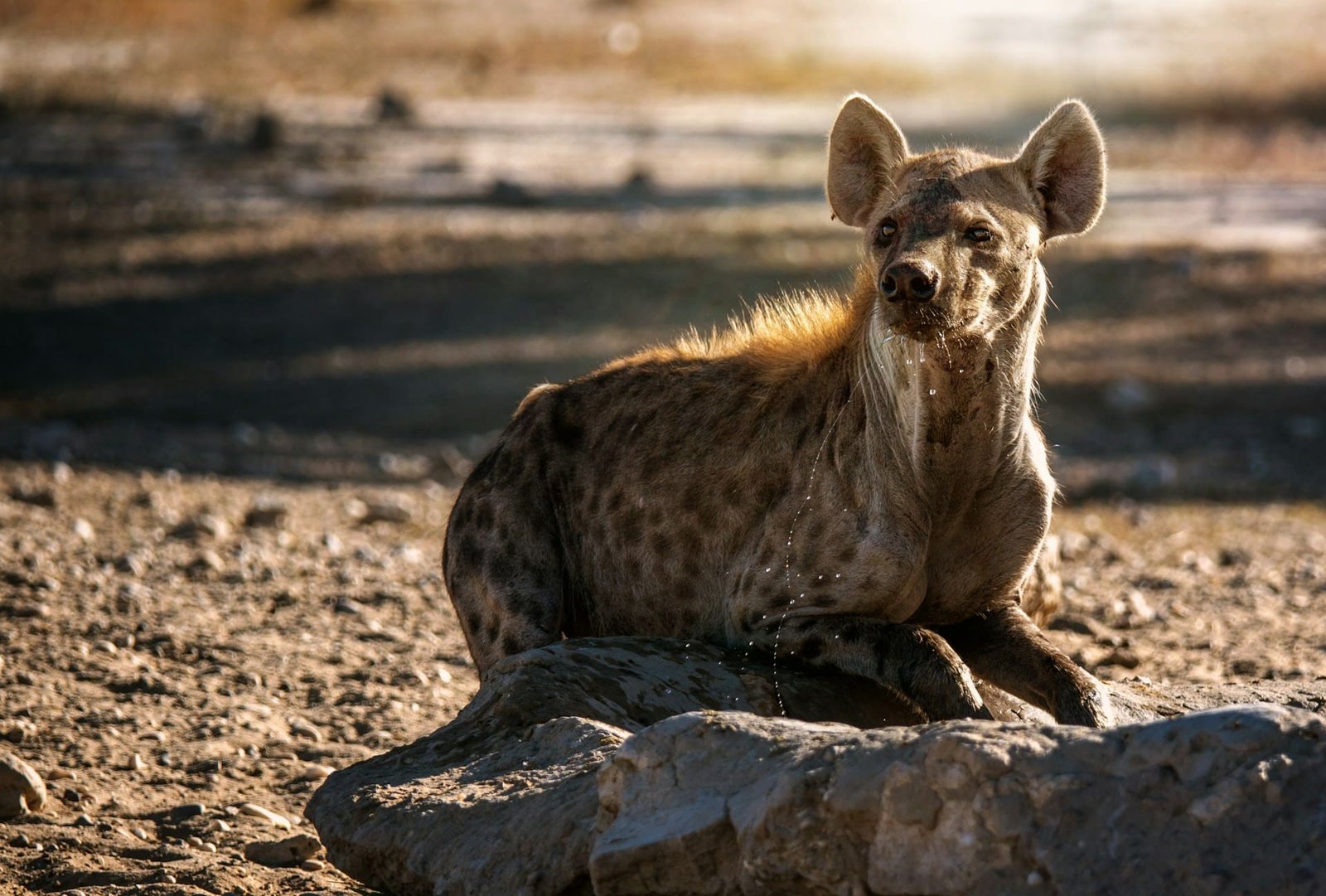 Spotted hyena sighted in Egypt for first time in 5,000 years