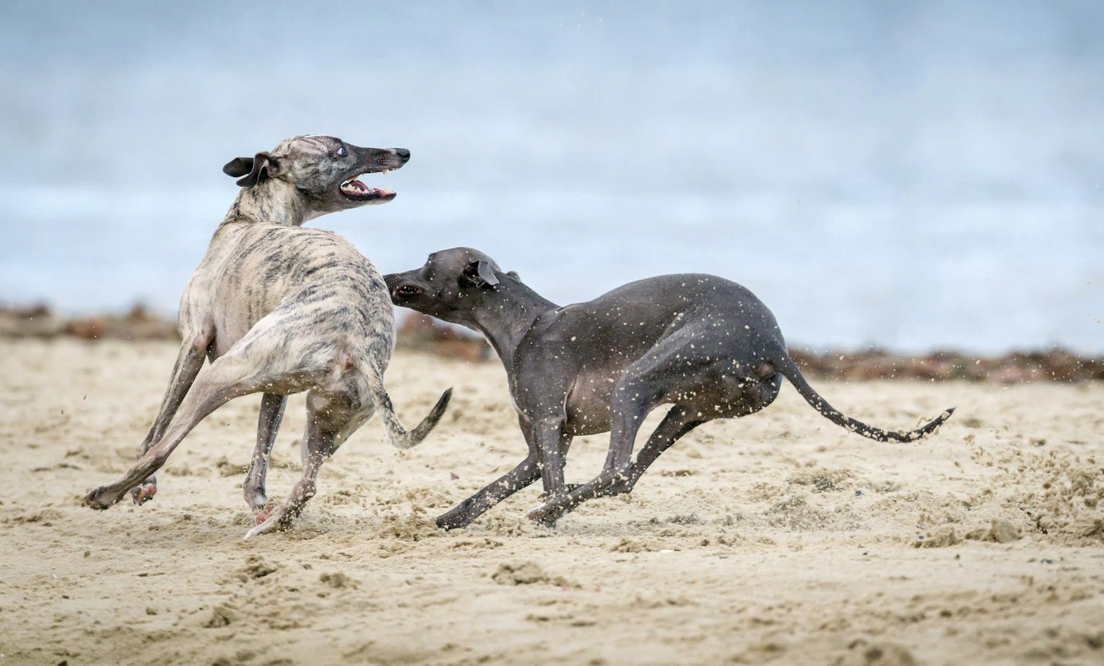 Greyhound racing to be banned in Wales