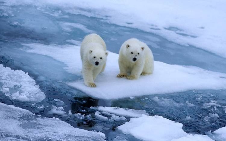 Polar bear cubs stranded on melting sea ice, highlighting the impact of climate change on Arctic wildlife survival.