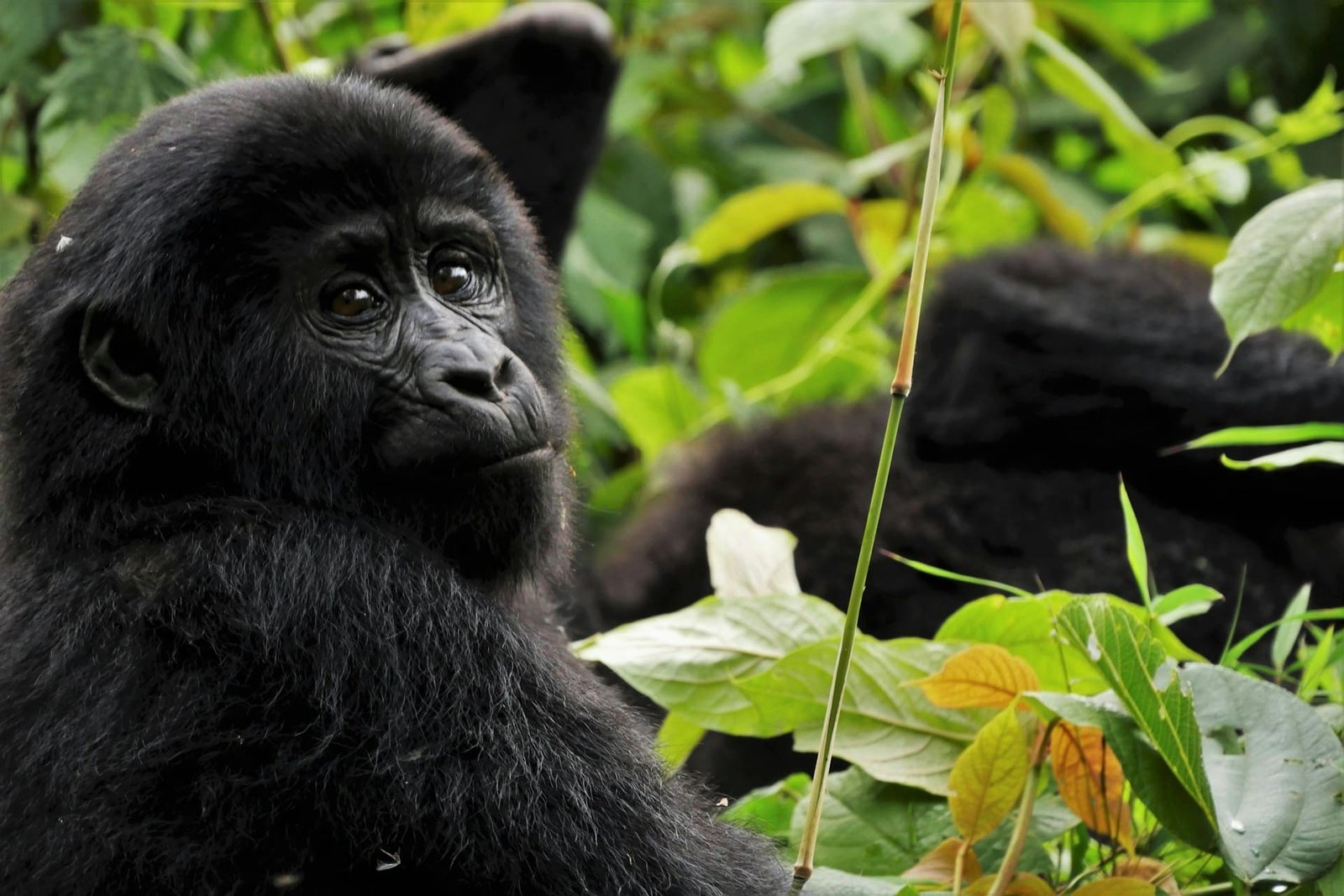 Nations agree to funding plan agreed to reverse nature decline