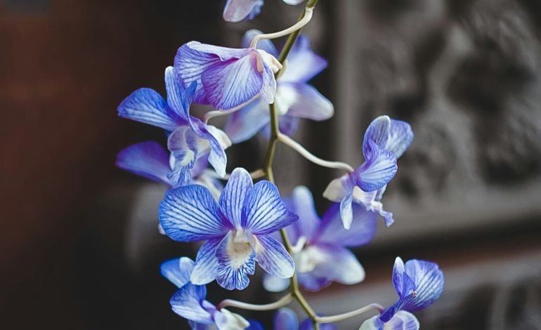 orchid
