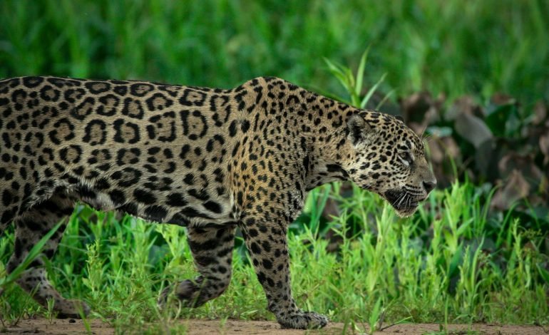 Trail cameras catch “holy grail” jaguar in Arizona